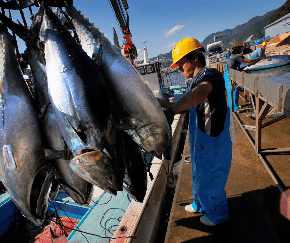 Đánh bắt hải sản được coi là ngành quan trọng của Nhật Bản do đâu?