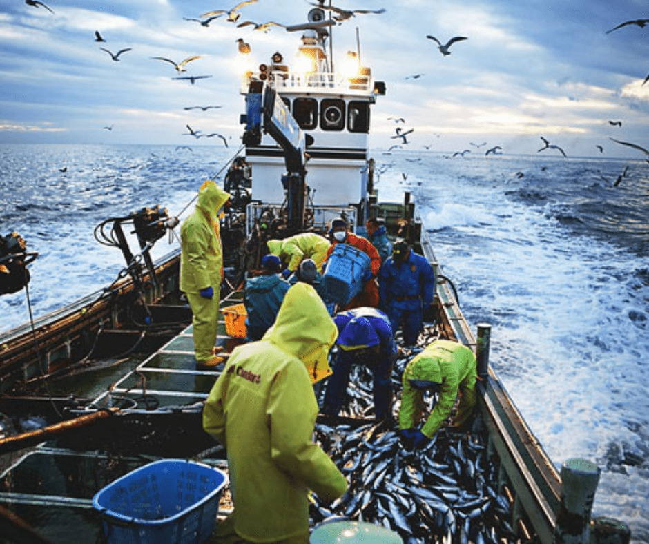 Đánh bắt hải sản được coi là ngành quan trọng của Nhật Bản do đâu?