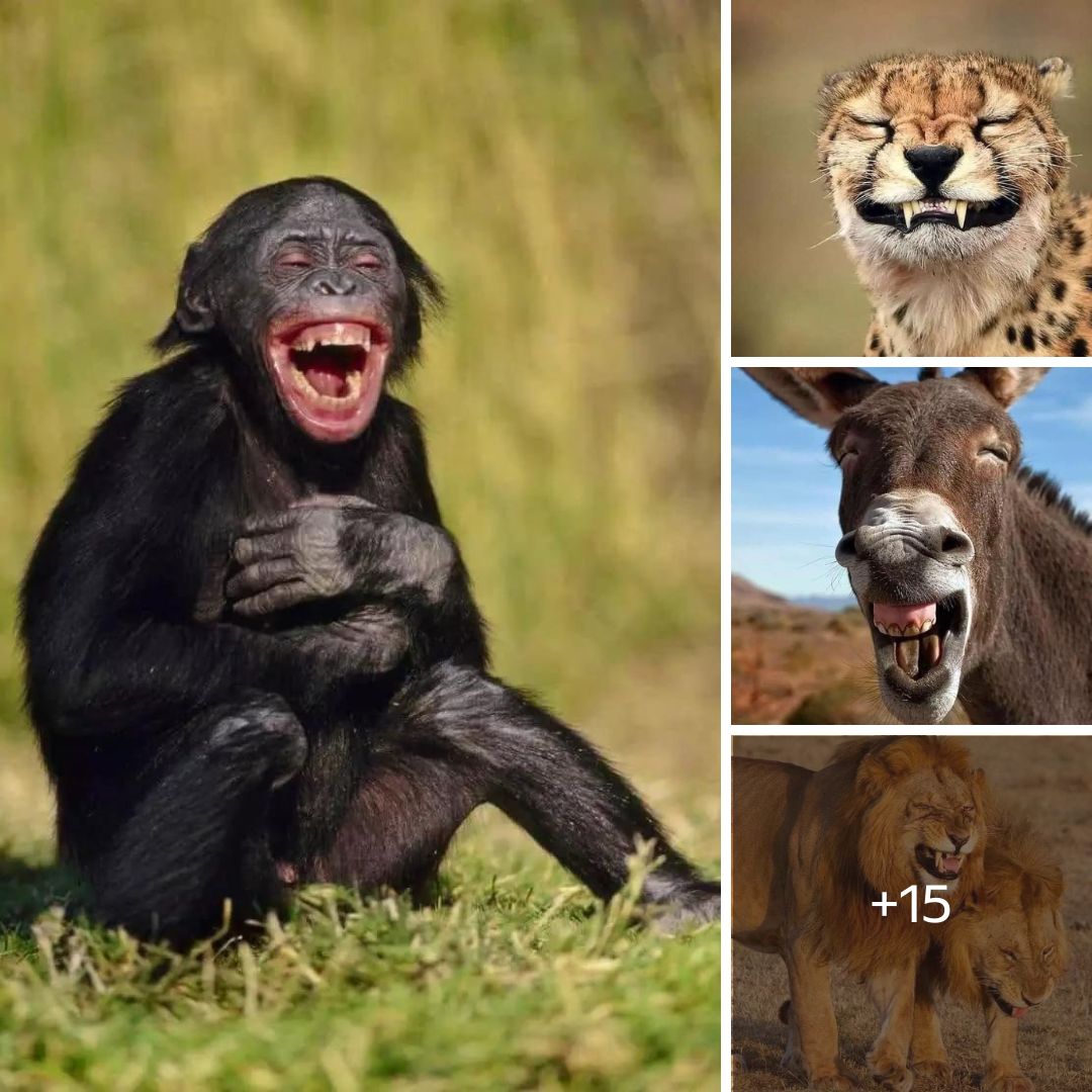 Laughing Animals